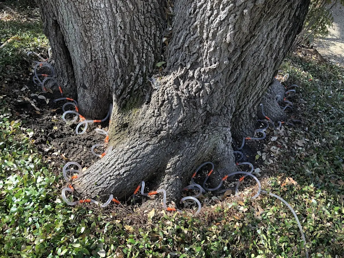 Detailed Tree Cabling and Bracing job site in Central City