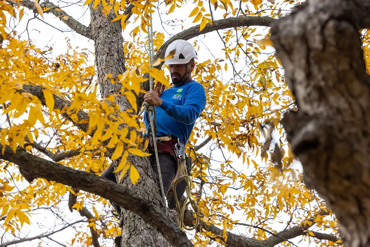 Skilled Tree Pruning crew working in Central City
